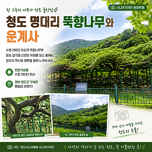 [청도시니어클럽 시니어기자단] 이야기가 있는 청도 나무(2)