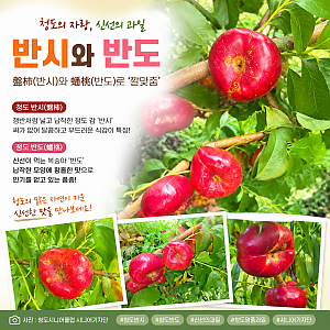 [청도시니어클럽 시니어기자단] 이야기가 있는 청도 나무(1)